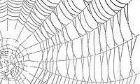 spidernet